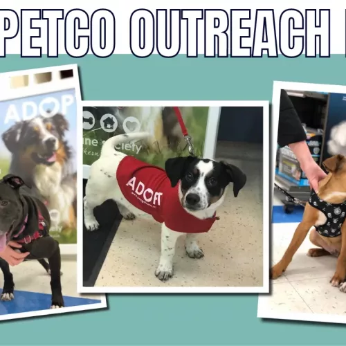petco-adoption-event-png-7