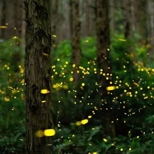 fireflies-2-jpeg