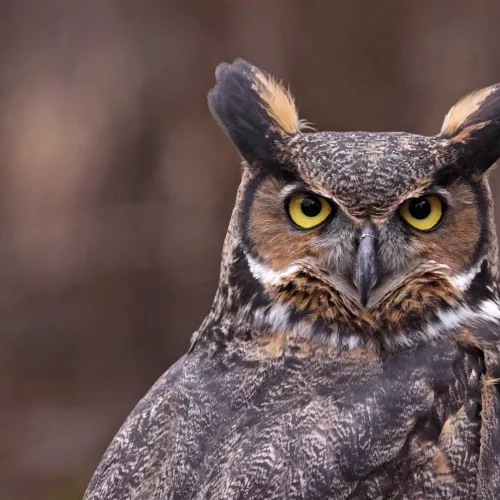 owl-jpeg-2