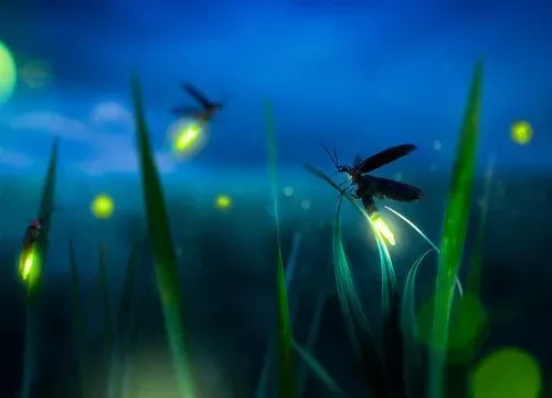 fireflies-jpg