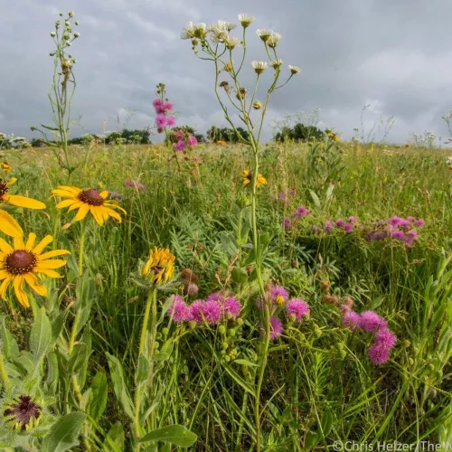 wildflowers-jpg