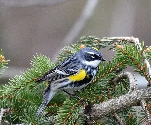 warbler-hike-jpeg-2