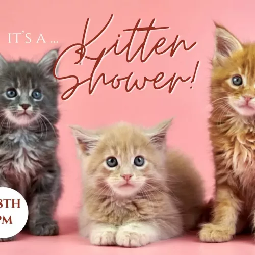 kitten-shower-jpg-4