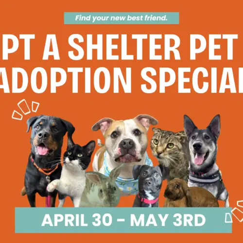 adopt-a-shelter-pet-day-adoption-event-1-jpg
