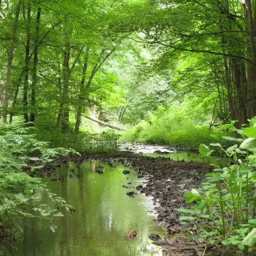 carver-roehl-park-jpeg-3