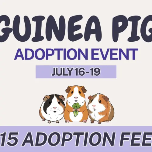 guinea-pig-adoption-event-website-jpg