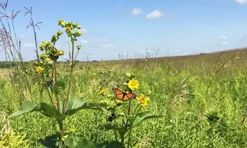 monarch-jpeg-3