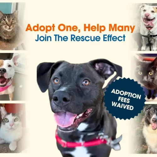 rescue-effect-fb-event-covers-jpg