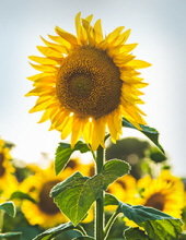 sunflower-3