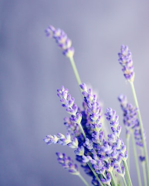 lavender