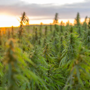 marijuana-cbd-hemp-plants-field-in-sunrise