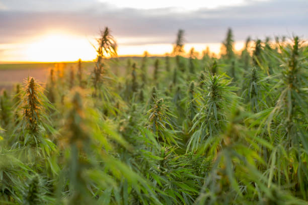 marijuana-cbd-hemp-plants-field-in-sunrise