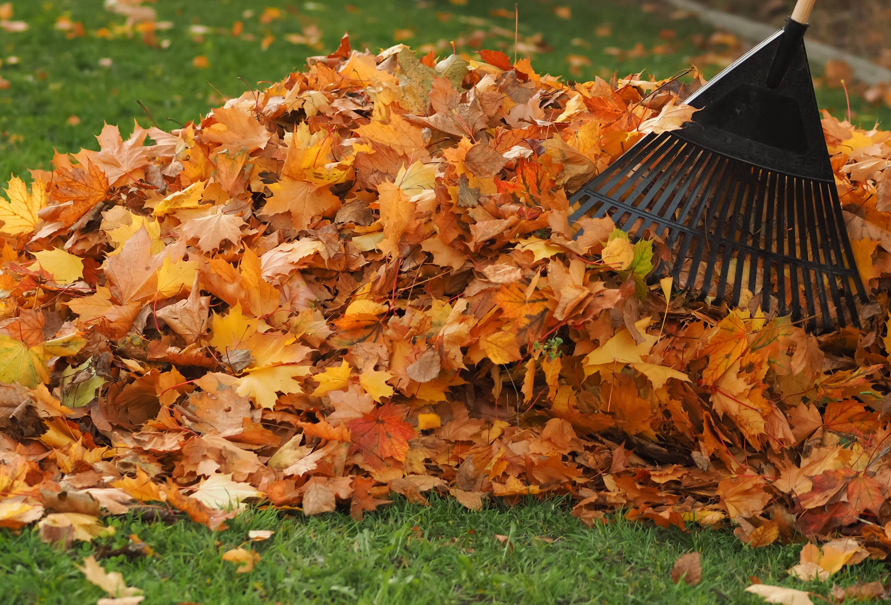 rakingleafpile