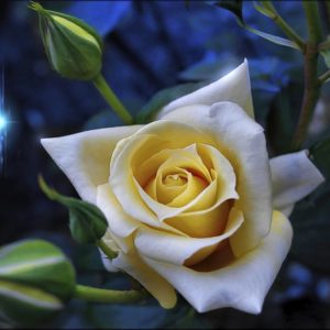 yellow_rose
