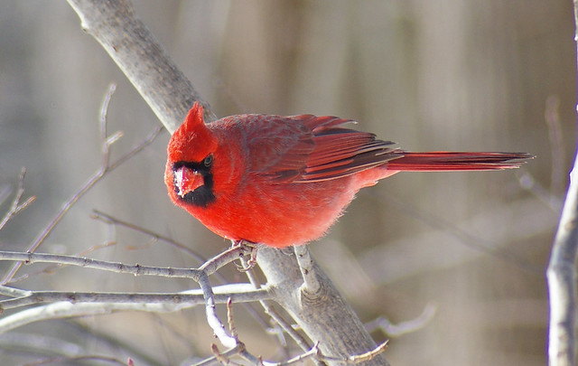 red_birds