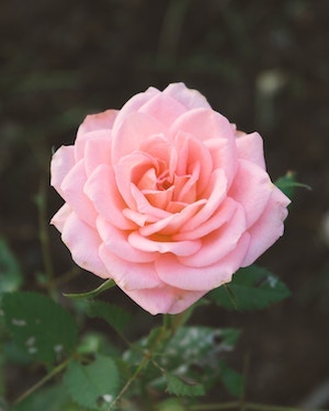 pinkflower-1