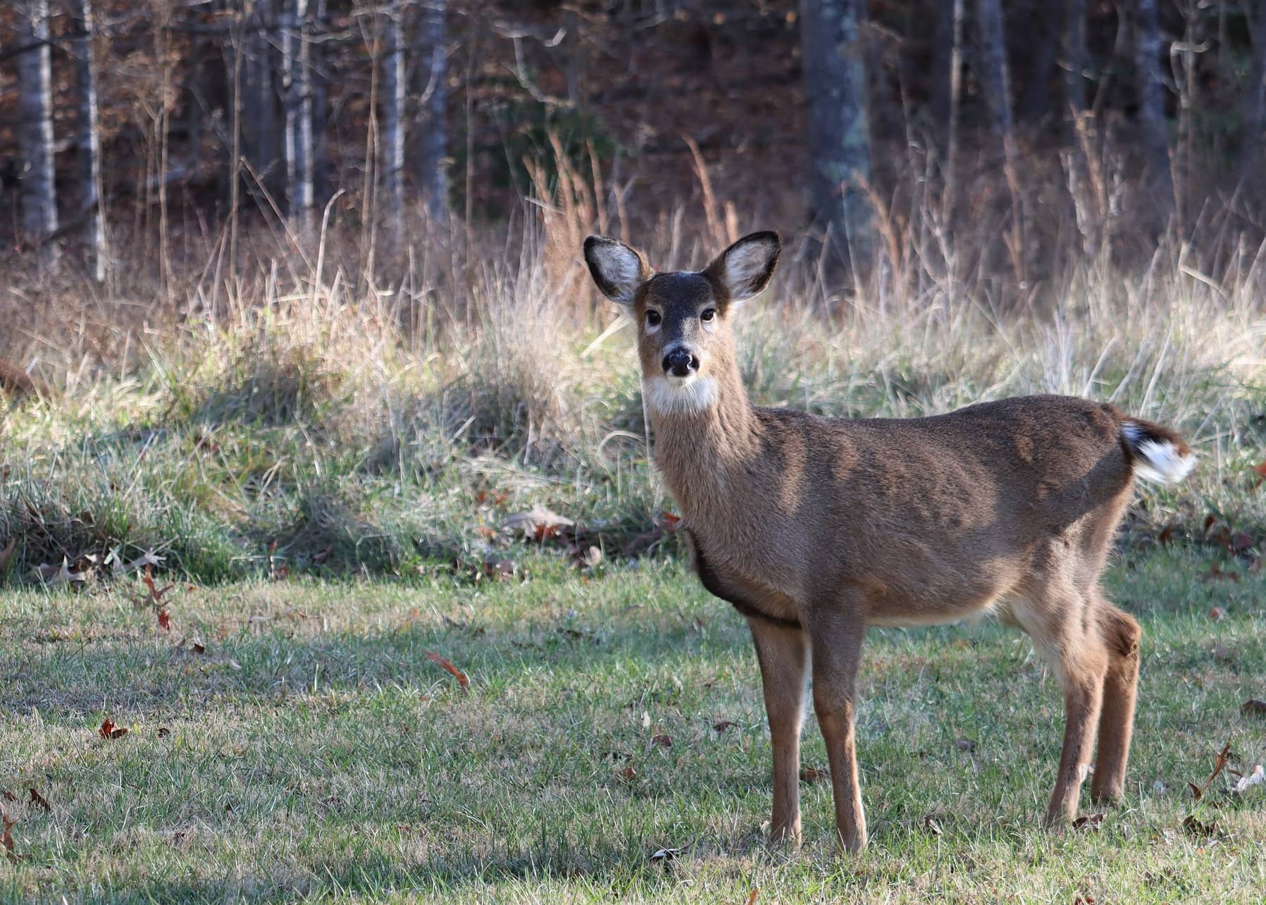 Deer population study to be conducted at Mammoth Cave National Park | WCLU  Radio