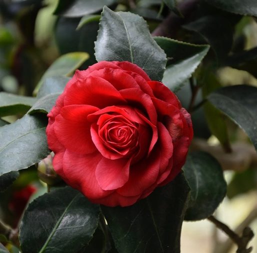 red-rose-3