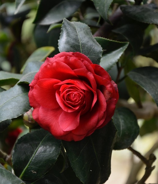 red-rose-3