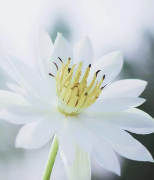 white-flower-5