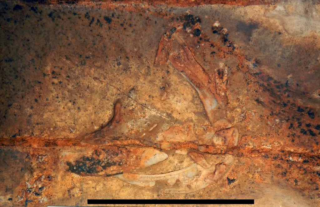image-2-jaws-teeth-gills-of-glikmanius-careforum-mammoth-cave-nps-photo