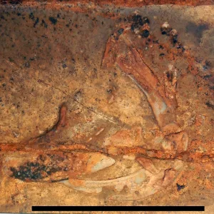 image-2-jaws-teeth-gills-of-glikmanius-careforum-mammoth-cave-nps-photo