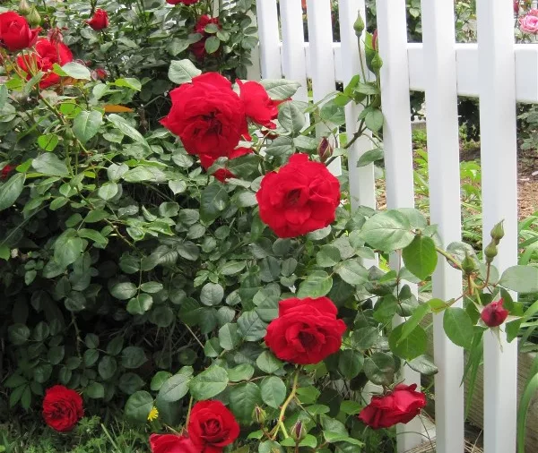 red-roses-on-fence