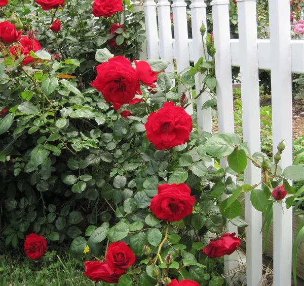 red-roses-on-fence