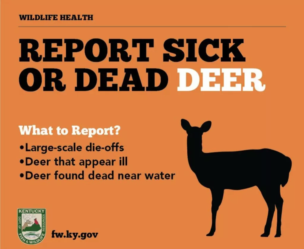 Cyclical deer disease sees uptick in Kentucky WCLU Radio