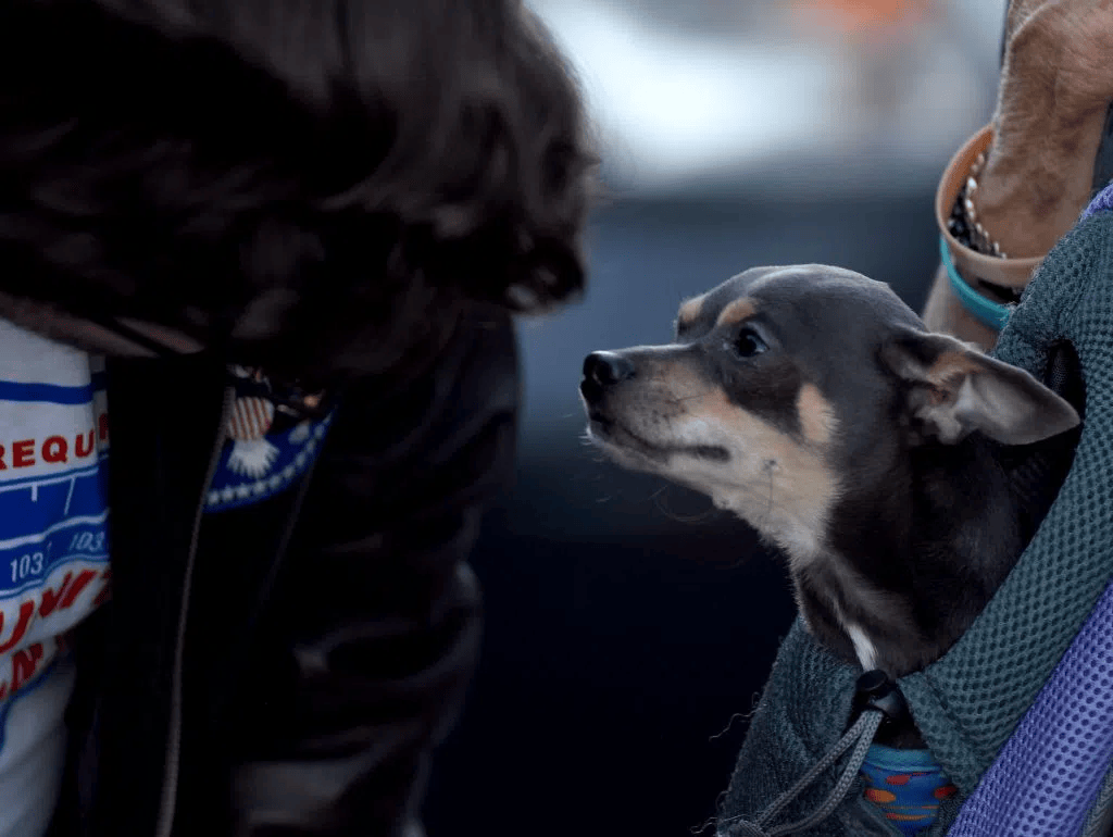 GALLERY Glasgow square scares up crowd WCLU Radio