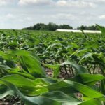 corn-6-19-nebraska-1-150x150-1