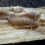 181220_corn_borer_md-150x150-1