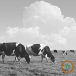 dairyupdate400x400-150x150-1-17