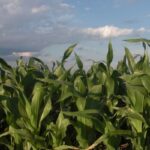 corn-field-carroll-iowa-6-14-150x150-1-2