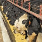 cattle-at-feedbunk-isu-5-19-150x150-1