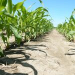 corn-missouri-june-2020-150x150-1