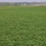 032818_alfalfa_md-150x150-1