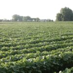 soybeans-south-dakota-07-29-2018-150x150-1