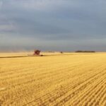 wheat-harvest-pete-miller-lodgepole-2020-2-150x150-1