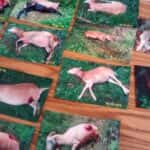 wolf-damage-to-sheep-paul-judy-clark-butternut-wi-150x150-1
