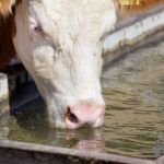 cow-drinking-150x150-1