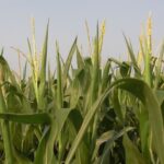 corn-tasseling-iowa-6-12-150x150-1