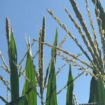 corn-tassels-west-point-7-18-150x150-1