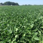 soybeans-150x150-1-2