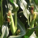 corn-ear-july-2010-150x150-1