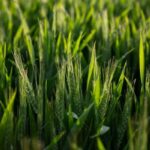 basf-hybrid-wheat-powerpollen-7-20-150x150-1