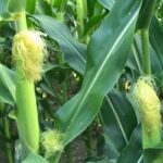 corn-silks-nebraska-7-20-150x150-1