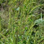 180928_palmer_amaranth_md-150x150-1