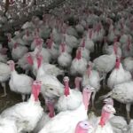 181018_turkeys_md-150x150-1