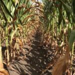drought-corn-iowa-state-university-7-20-2-150x150-1
